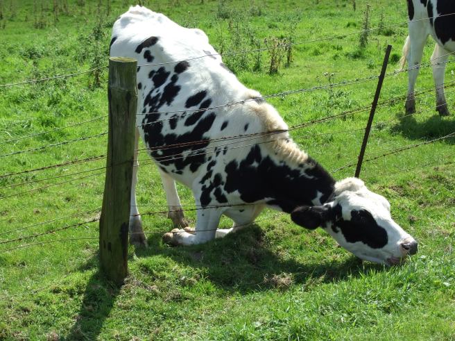 Cattle_eating_grass_through_barbed_wire_fence